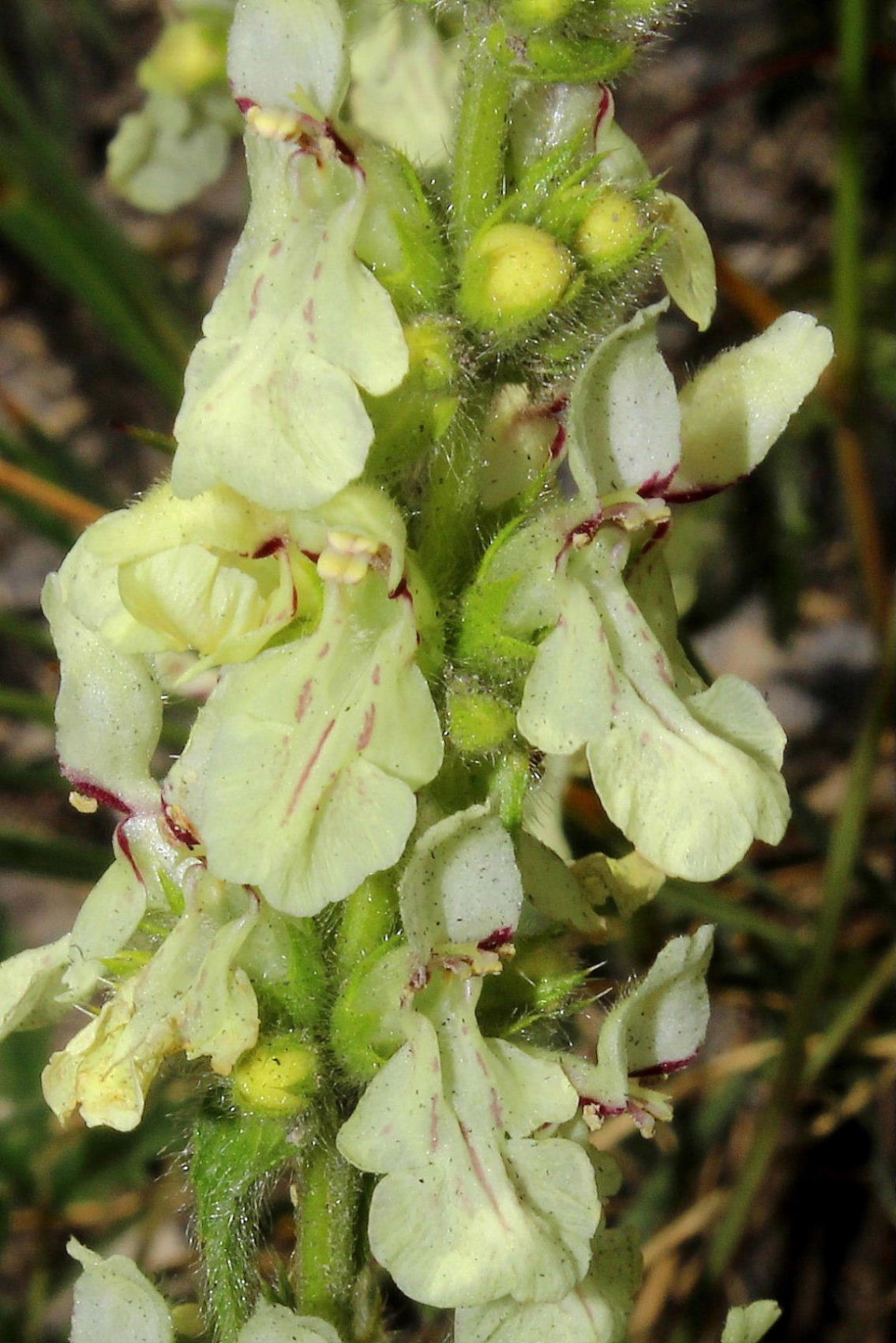 Stachys recta subsp. grandiflora / Stregona gialla